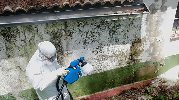 Top rated local Mold Remediation specialists in Salem, MA